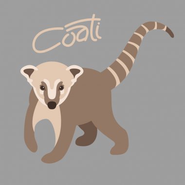 coati vektör çizim tarzı düz ön yüzü