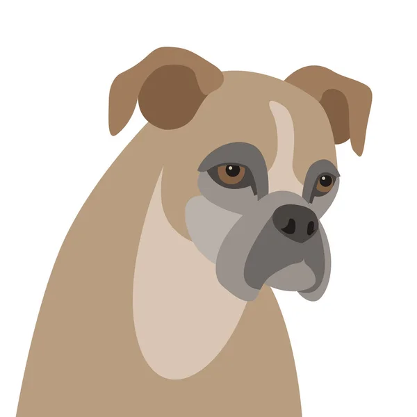 Dog boxer head flat style vector illustration front — Stock Vector