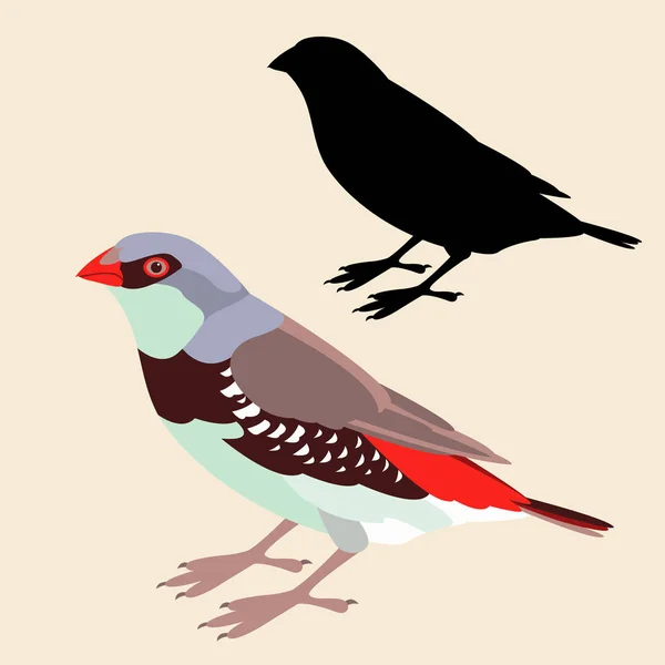 Amadine vogel vector illustratie vlakke stijl zwart silhouet — Stockvector