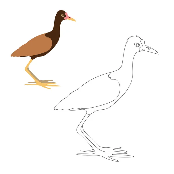 Watteld jacana vector illustration coloring page — Stock Vector