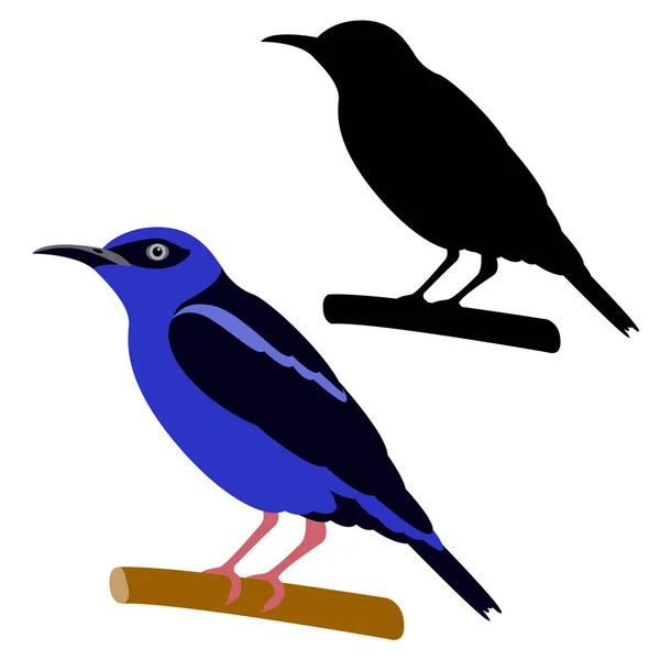 Honeycreeper vektor burung ilustrasi gaya datar siluet hitam - Stok Vektor