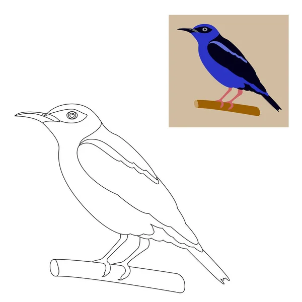 Honeycreeper pájaro vector ilustración para colorear página — Archivo Imágenes Vectoriales