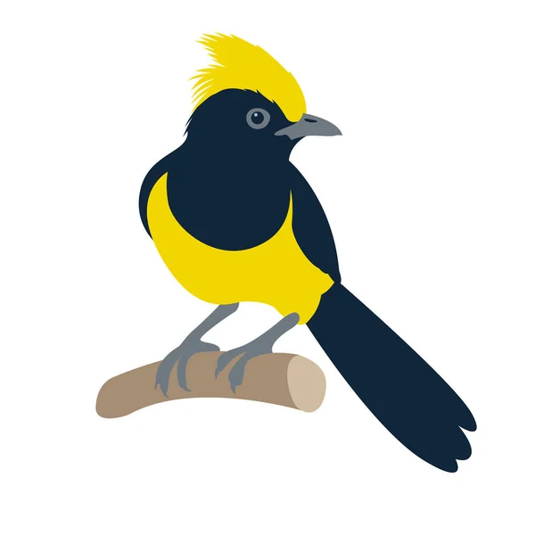 Sultan tit bird vector illustration flat style — Stock Vector