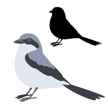 klapekster kuş vektör çizim düz stil siluet