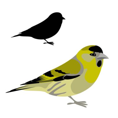 siskin bird vector illustration flat style  silhouette clipart