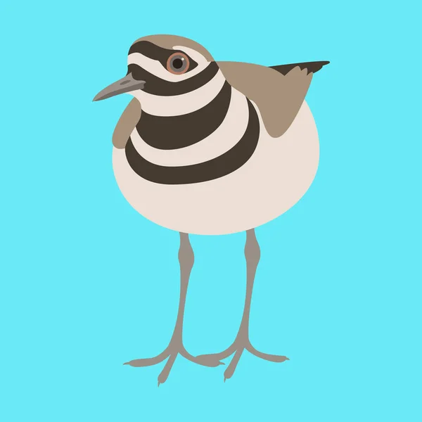 Killdeer vogel vector illustratie vlakke stijl voorzijde — Stockvector