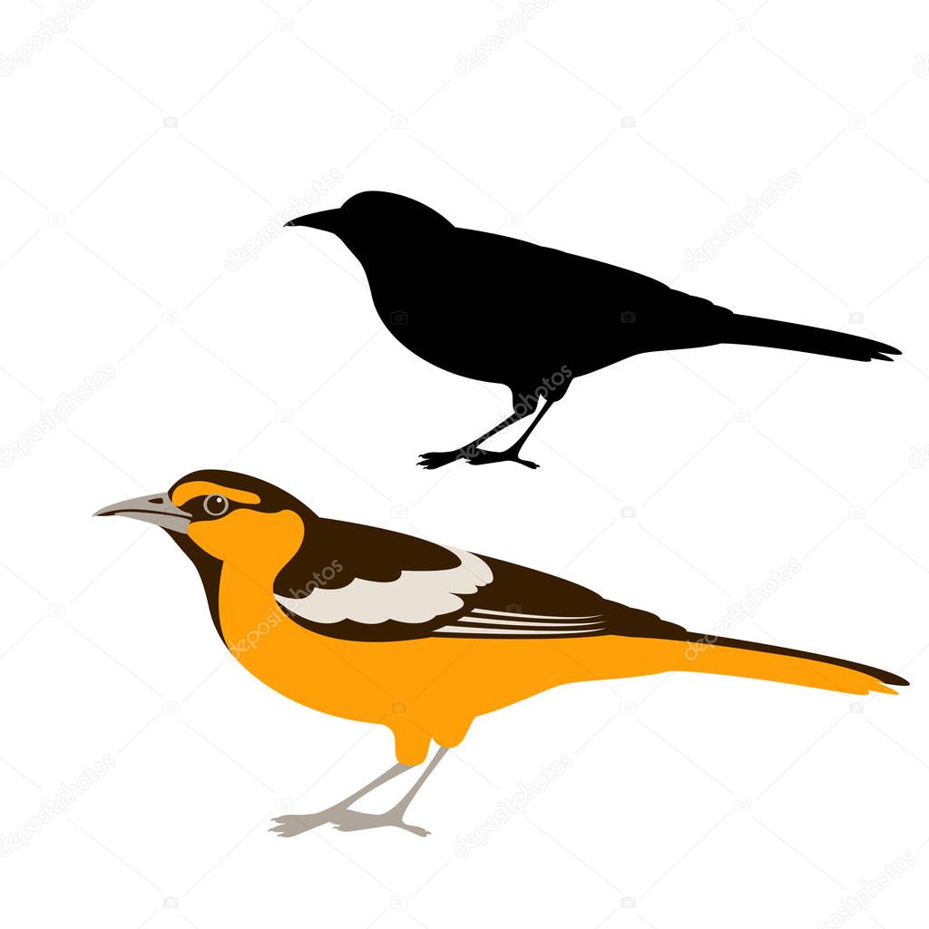 bird oriole vector illustration  flat style  silhouette
