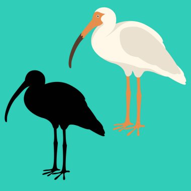 Beyaz Ibis illüstrasyon düz stil siluet vektör 