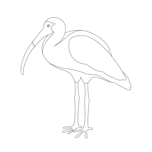 Perfil de livro de colorir de ilustrações vetoriais ibis branco —  Vetores de Stock