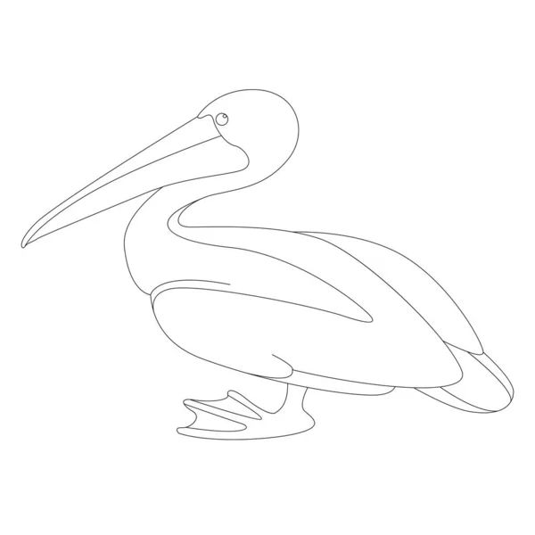 Pelican vector illustration, lining draw ,profile view — Stock Vector