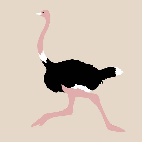 Ostrich  bird, vector illustration, flat style , profile — Wektor stockowy