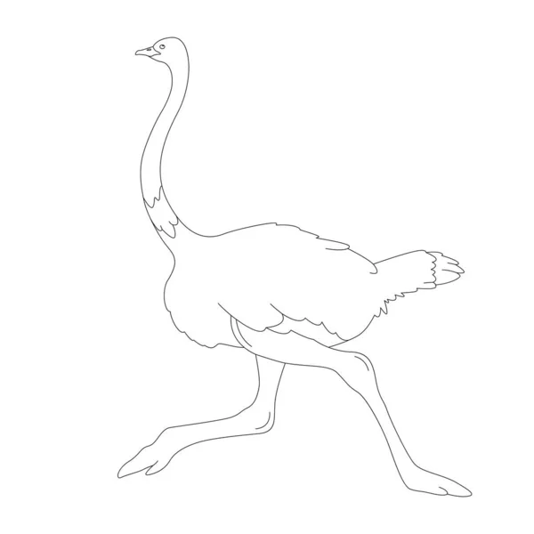 Ostrich  bird, vector illustration,  lining draw — ストックベクタ