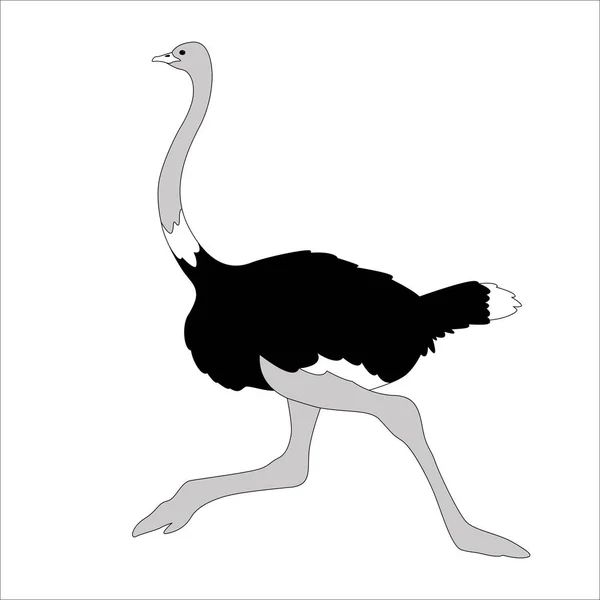 Страусиная птица, векторная иллюстрация, плоский стиль  , — стоковый вектор