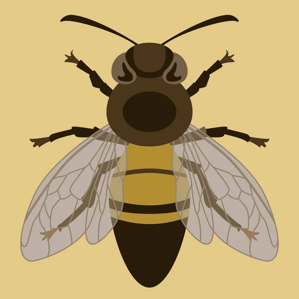 Pszczoła Insekt Wektor Ilustracja Przód Strony Płaski Styl — Wektor stockowy