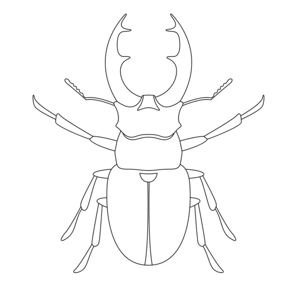 Deer Beetle Vector Illustration Lining Draw Front Side — Stock Vector