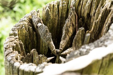 Deniz mili ile çürük güdük