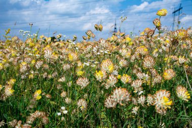 çiçek açan yonca alan