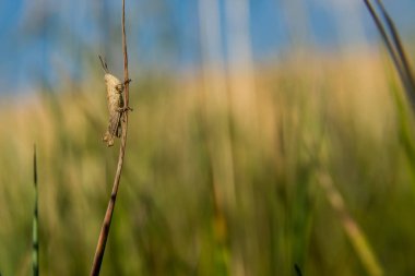 Çekirge çimenlerde oturuyor.