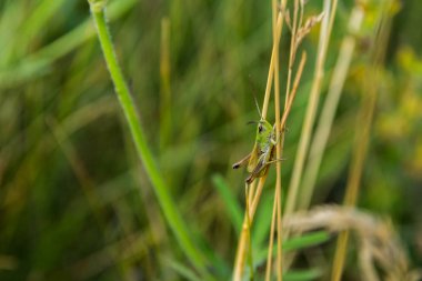 Çekirge çimenlerde oturuyor.