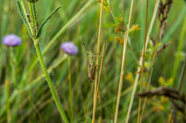Çekirge çimenlerde oturuyor.