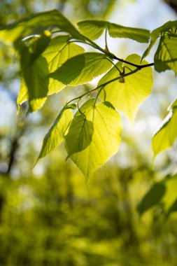 Yaprakları ile güneş. 