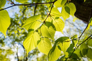 Yaprakları ile güneş. 