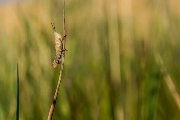 一只蚱蜢坐在草丛里 一只绿色蚱蜢 蝗虫的宏观图片 — 图库照片
