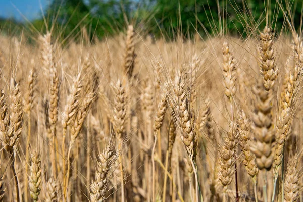 Tarlada buğday kulakları