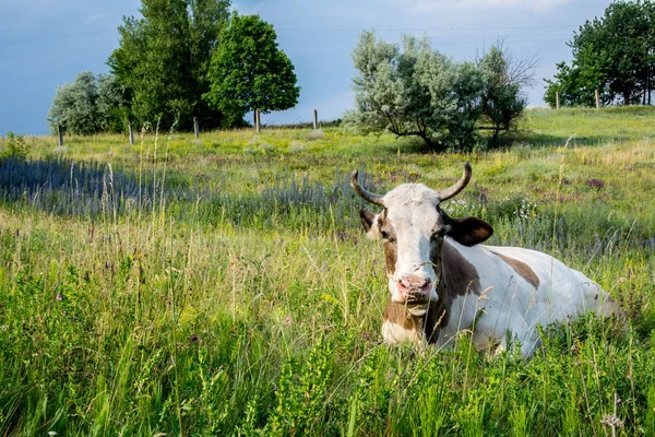 A fű a tehén — Stock Fotó