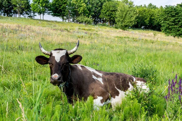 Krowa w trawie na — Zdjęcie stockowe