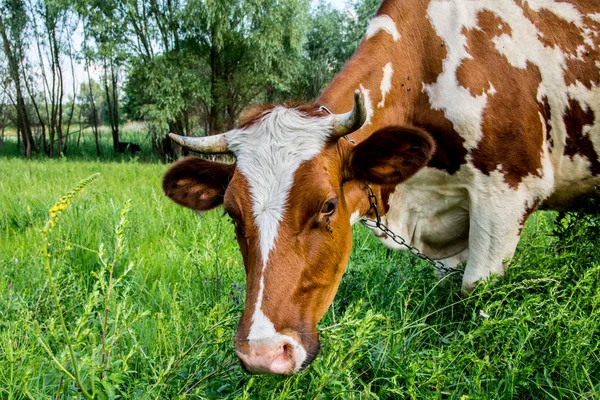 A fű a tehén — Stock Fotó