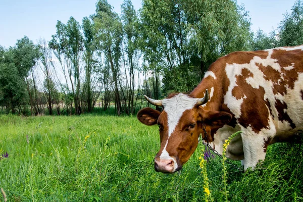 Корова в траве на — стоковое фото
