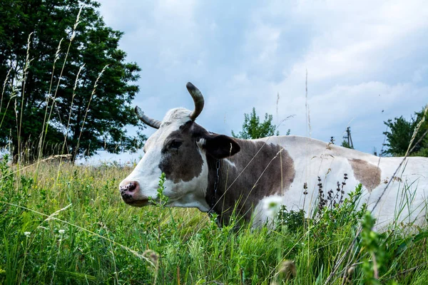 Корова в траве на — стоковое фото