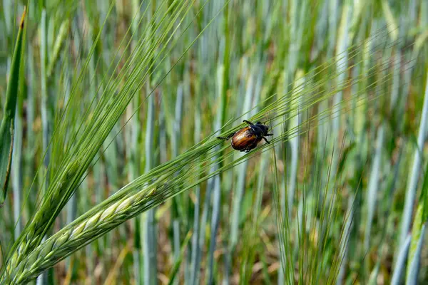 Der braune Käfer auf der grünen Ähre — Stockfoto