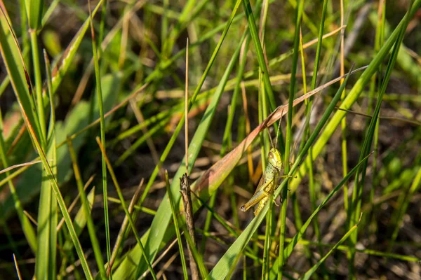 Heuschrecke sitzt im Gras — Stockfoto