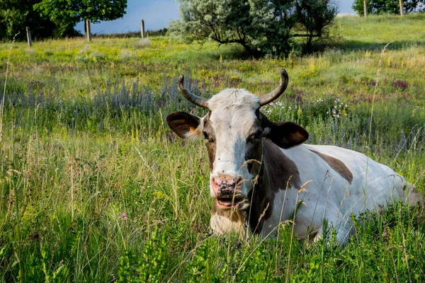 A fű a tehén — Stock Fotó