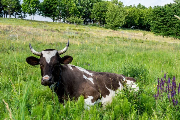 A fű a tehén — Stock Fotó