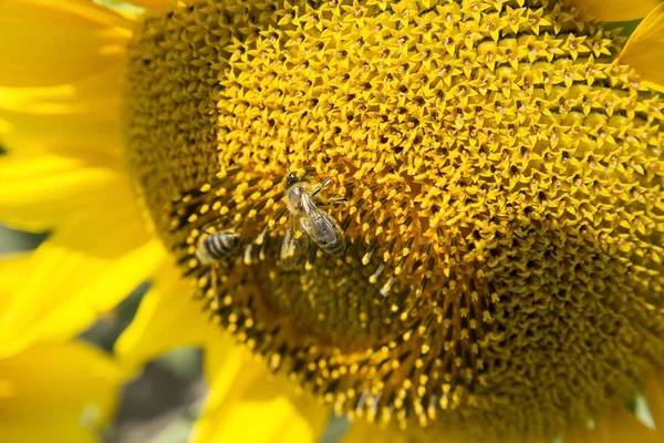 Bir arı ile Ayçiçek yakın çekim — Stok fotoğraf