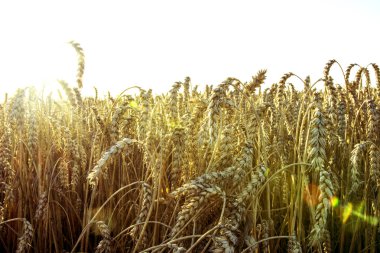 Tarlada buğday kulakları.