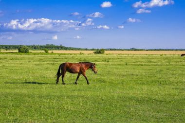 Atları bir çayırda. Güzel at ve yaz alan.