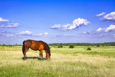 Atları bir çayırda. Güzel at ve yaz alan.