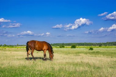 Atları bir çayırda. Güzel at ve yaz alan.