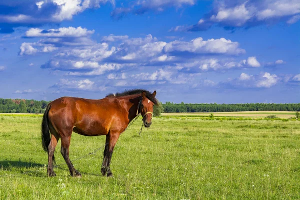 Atları bir çayırda. Güzel at ve yaz alan.