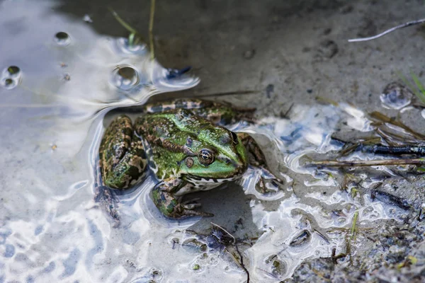 Suda oturan yeşil kurbağa