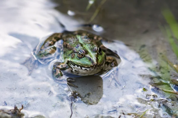 Suda oturan yeşil kurbağa
