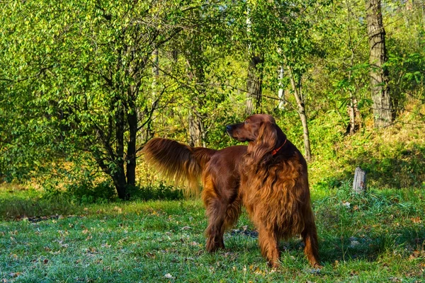 Red irish setter dog in green forest — Stock Photo, Image
