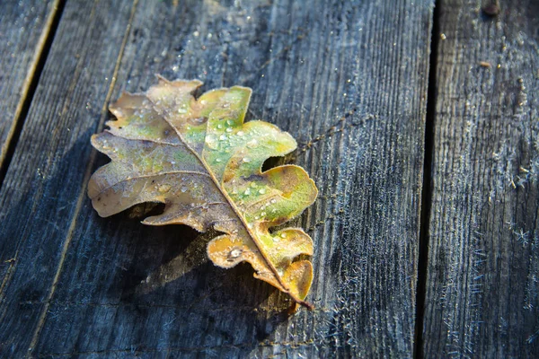 Foglie di quercia congelate. Hoarfrost su foglie appassite . — Foto Stock