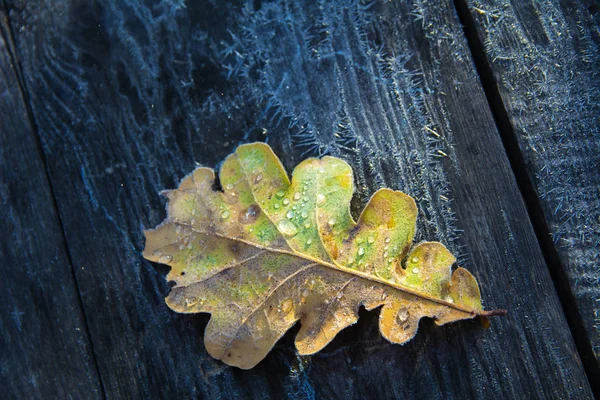 Foglie di quercia congelate. Hoarfrost su foglie appassite . — Foto Stock