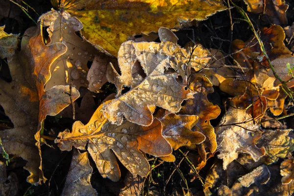 冰冻的橡树叶枯萎的叶子上的霜. — 图库照片