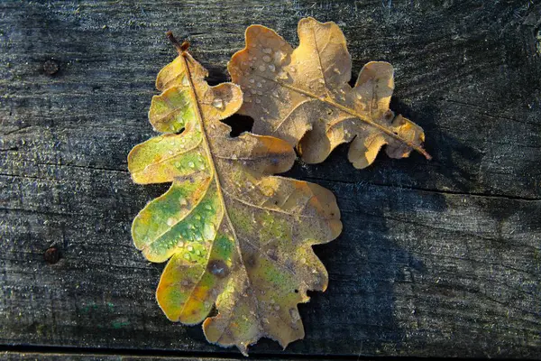 Fagyasztott oak levelek. Dér hervadt levelek. — Stock Fotó